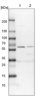 Lane 1: NIH-3T3 cell lysate (Mouse embryonic fibroblast cells)_br/_Lane 2: NBT-II cell lysate (Rat Wistar bladder tumour cells)