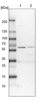 Lane 1: NIH-3T3 cell lysate (Mouse embryonic fibroblast cells)_br/_Lane 2: NBT-II cell lysate (Rat Wistar bladder tumour cells)
