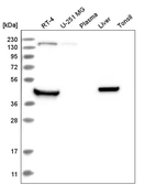 Anti-RHBDL1 Antibody