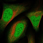 Immunofluorescent staining of human cell line U-2 OS shows localization to nucleoplasm & cytosol.