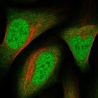 Immunofluorescent staining of human cell line U-2 OS shows localization to nucleoplasm & cytosol.