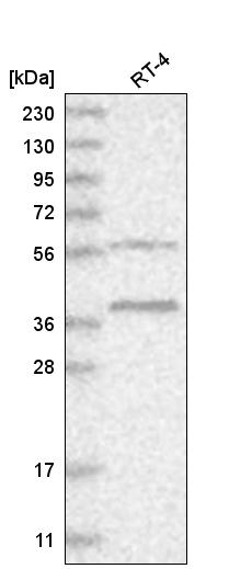 Anti-RHBDL1 Antibody