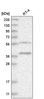 Anti-RHBDL1 Antibody