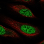 Immunofluorescent staining of human cell line U-2 OS shows localization to nucleoplasm.