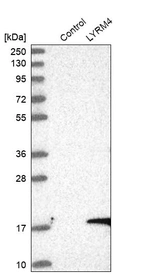 Western blot analysis in control (vector only transfected HEK293T lysate) and LYRM4 over-expression lysate (Co-expressed with a C-terminal myc-DDK tag (~3.1 kDa) in mammalian HEK293T cells, LY412489).