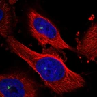 Immunofluorescent staining of human cell line U-251 MG shows localization to centrosome.