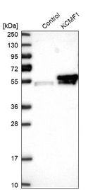 Western blot analysis in control (vector only transfected HEK293T lysate) and KCMF1 over-expression lysate (Co-expressed with a C-terminal myc-DDK tag (~3.1 kDa) in mammalian HEK293T cells, LY412662).