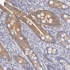 Immunohistochemical staining of human duodenum shows weak cytoplasmic positivity in glandular cells.