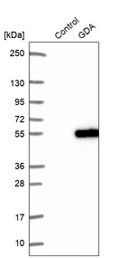 Western blot analysis in control (vector only transfected HEK293T lysate) and GDA over-expression lysate (Co-expressed with a C-terminal myc-DDK tag (~3.1 kDa) in mammalian HEK293T cells, LY418083).