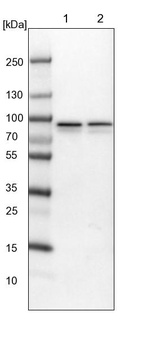 Lane 1: NIH-3T3 cell lysate (Mouse embryonic fibroblast cells)_br/_Lane 2: NBT-II cell lysate (Rat Wistar bladder tumour cells)