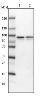 Lane 1: NIH-3T3 cell lysate (Mouse embryonic fibroblast cells)_br/_Lane 2: NBT-II cell lysate (Rat Wistar bladder tumour cells)