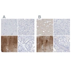 Immunohistochemical staining of human cerebral cortex, liver, skeletal muscle and testis using Anti-TXLNB antibody HPA030401 (A) shows similar protein distribution across tissues to independent antibody HPA030403 (B).
