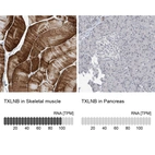 Anti-TXLNB Antibody