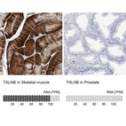 Anti-TXLNB Antibody