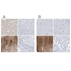 Immunohistochemical staining of human cerebral cortex, liver, skeletal muscle and testis using Anti-TXLNB antibody HPA030403 (A) shows similar protein distribution across tissues to independent antibody HPA030401 (B).