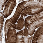 Immunohistochemical staining of human skeletal muscle shows high expression.
