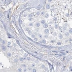 Immunohistochemical staining of human testis using Anti-TXLNB antibody HPA030403.