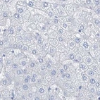 Immunohistochemical staining of human liver using Anti-TXLNB antibody HPA030403.