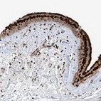 Anti-DZIP1L Antibody