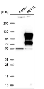 Western blot analysis in control (vector only transfected HEK293T lysate) and DZIP1L over-expression lysate (Co-expressed with a C-terminal myc-DDK tag (~3.1 kDa) in mammalian HEK293T cells, LY406335).