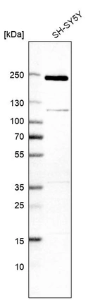 Western blot analysis in human cell line SH-SY5Y.