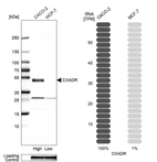 Western blot analysis in human cell lines Caco-2 and MCF-7 using Anti-CXADR antibody. Corresponding CXADR RNA-seq data are presented for the same cell lines. Loading control: Anti-GAPDH.