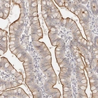 Immunohistochemical staining of human small intestine shows strong positivity in apical membrane in glandular cells.