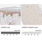Immunohistochemistry analysis in human skin and skeletal muscle tissues using HPA030412 antibody. Corresponding CXADR RNA-seq data are presented for the same tissues.