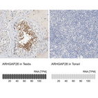 Anti-ARHGAP28 Antibody