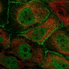 Immunofluorescent staining of human cell line CACO-2 shows localization to nucleoplasm & cell junctions.