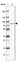 Anti-ARHGAP28 Antibody