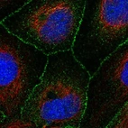 Immunofluorescent staining of human cell line CACO-2 shows localization to cell junctions.