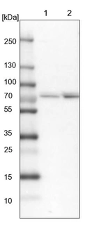 Lane 1: NIH-3T3 cell lysate (Mouse embryonic fibroblast cells)_br/_Lane 2: NBT-II cell lysate (Rat Wistar bladder tumour cells)