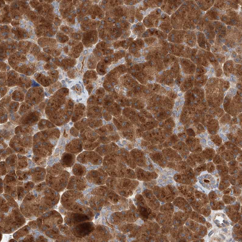 Anti-XPNPEP1 Antibody