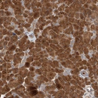Anti-XPNPEP1 Antibody
