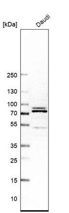 Western blot analysis in human cell line Daudi.