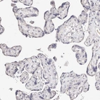 Immunohistochemical staining of human placenta shows no positivity in trophoblastic cells.