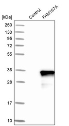 Western blot analysis in control (vector only transfected HEK293T lysate) and FAM167A over-expression lysate (Co-expressed with a C-terminal myc-DDK tag (~3.1 kDa) in mammalian HEK293T cells, LY409297).