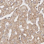 Immunohistochemical staining of human liver using Anti-NDUFV3 antibody HPA030427.