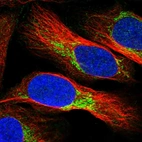 Immunofluorescent staining of human cell line U-2 OS shows localization to mitochondria.