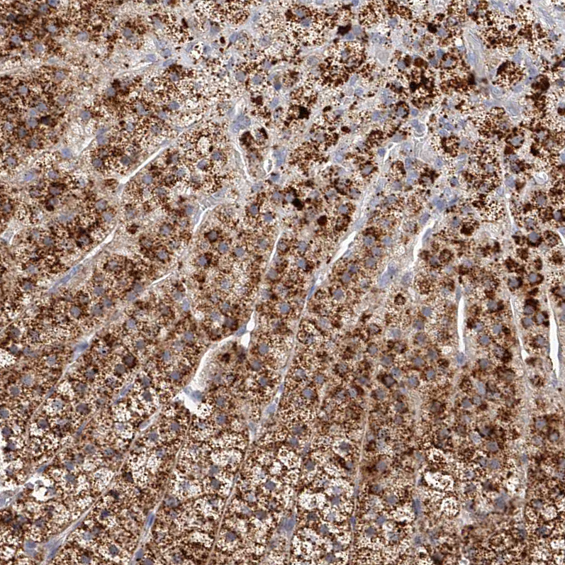 Anti-SLC35D3 Antibody