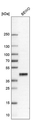 Western blot analysis in human cell line BEWO.