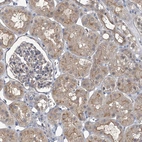 Immunohistochemical staining of human kidney shows weak to moderate membranous positivity in cells in tubules.