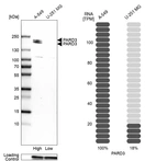 Western blot analysis in human cell lines A-549 and U-251MG using Anti-PARD3 antibody. Corresponding PARD3 RNA-seq data are presented for the same cell lines. Loading control: Anti-GAPDH.