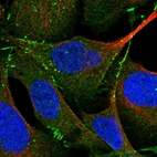Immunofluorescent staining of human cell line U-2 OS shows localization to cell junctions.