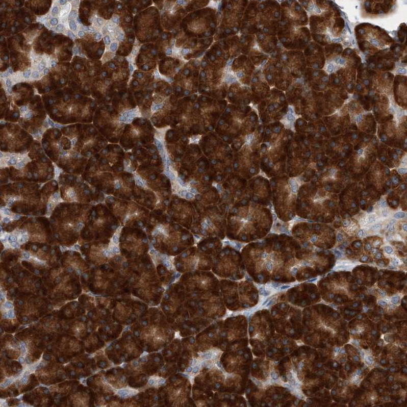 Anti-RPL26 Antibody
