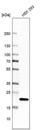 Western blot analysis in human cell line HEK 293.