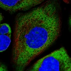 Immunofluorescent staining of human cell line A-431 shows localization to nucleoli, cytosol & endoplasmic reticulum.