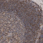 Immunohistochemical staining of human lymph node shows moderate cytoplasmic positivity in germinal center cells.