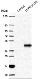 Western blot analysis in control (vector only transfected HEK293T lysate) and TNFRSF13B over-expression lysate (Co-expressed with a C-terminal myc-DDK tag (~3.1 kDa) in mammalian HEK293T cells, LY402216).